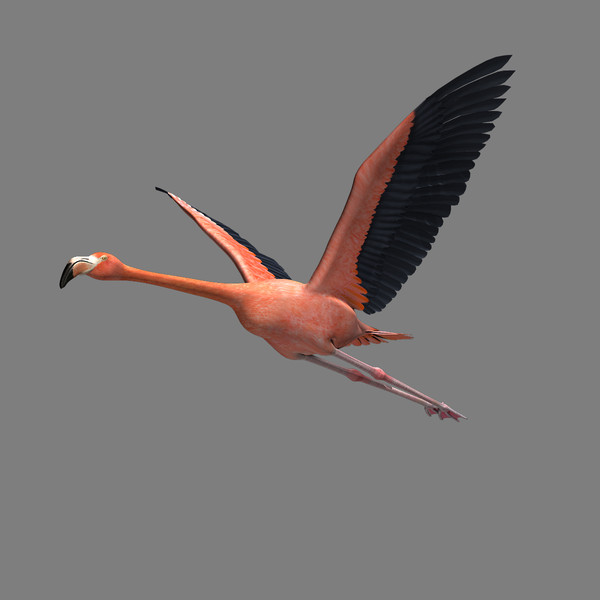 maya realistic flying flamingo - Flamingo ( Flying )... by MotionCow