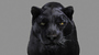 black panther cat 3d max