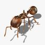 3d ant rigged model