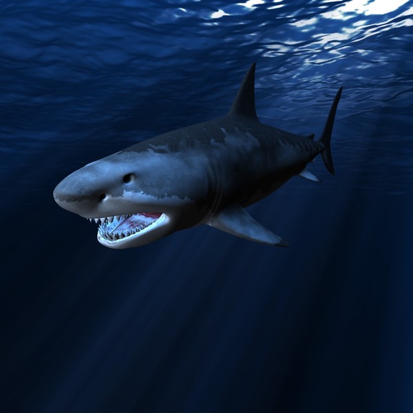 great white shark c4d - WHITE SHARK... by NGC4051