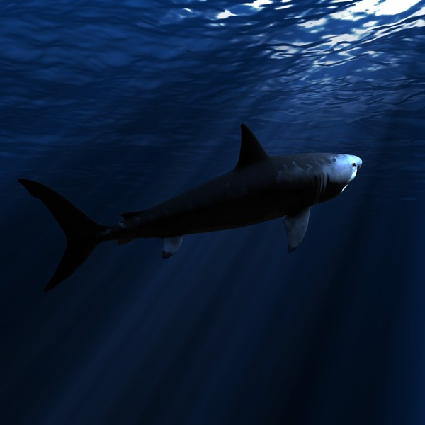 great white shark c4d - WHITE SHARK... by NGC4051