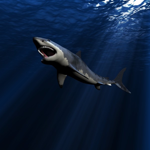 great white shark c4d - WHITE SHARK... by NGC4051