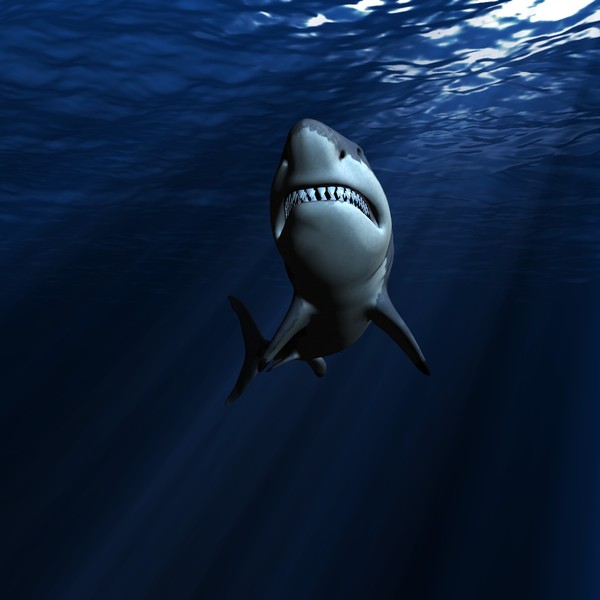 great white shark c4d - WHITE SHARK... by NGC4051