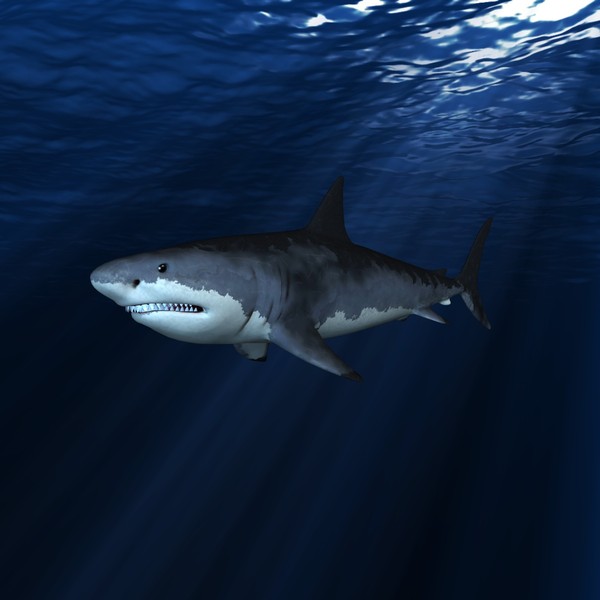 great white shark c4d - WHITE SHARK... by NGC4051
