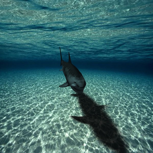 great white shark c4d - WHITE SHARK... by NGC4051