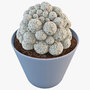 cactus mammillaria microcarpa plant 3d model