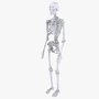 3d model skeleton