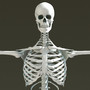 3d anatomical male skeleton