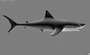 3d shark v1 0