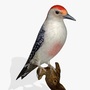 3d red bellied woodpecker birds model