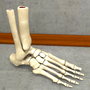 3d model human foot bones