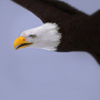 3d model eagle bald
