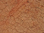 Cracked earth.