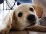 Dog 1