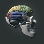 3d model of human skull brain