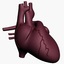 Human Heart