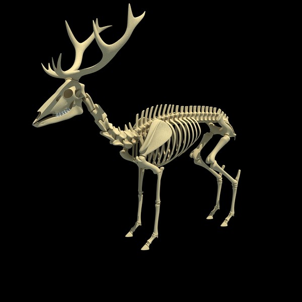 max deer skeleton