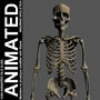 3d skeleton physique biped
