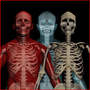 3ds max human bone skull skeleton