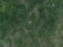 green grass