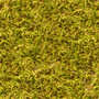 Grass Toon Texture