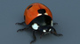3ds ladybird ed
