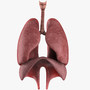 respiratory lungs diaphragm 3d max