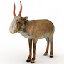saiga antelope 3ds