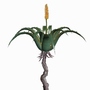 3d african plant model