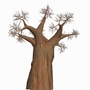 3d tree africa madagascar model