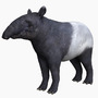 tapir 3d c4d
