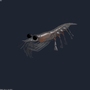 blender krill antartic crustacean