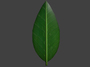 maya green leaf