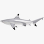 blacktip shark 3d obj