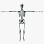 3d model skeleton anatomy