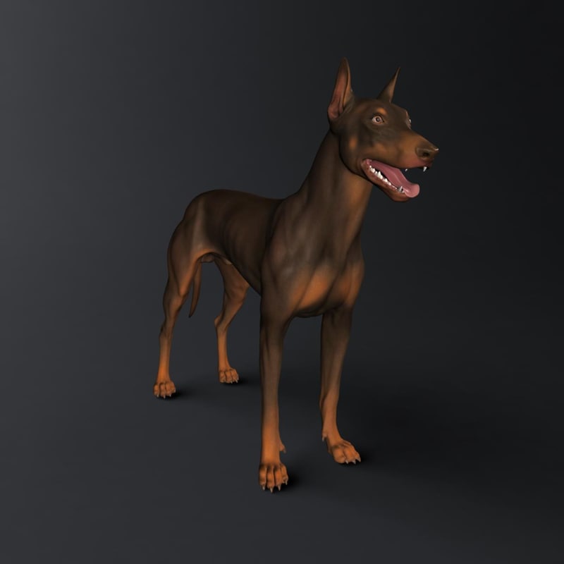 3d model doberman dog
