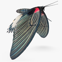 butterfly 3d models