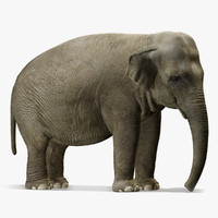 elephant 3d models