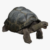 turtle 3d models