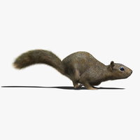 squirrel 3d models