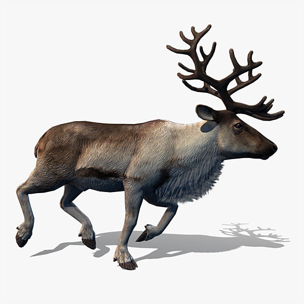 3d model reindeer deer animation walk 3d model reindeer deer animation walk