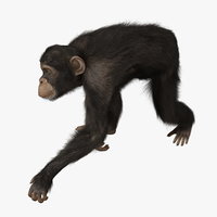 primates 3d models