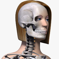 human skeleton 3d models