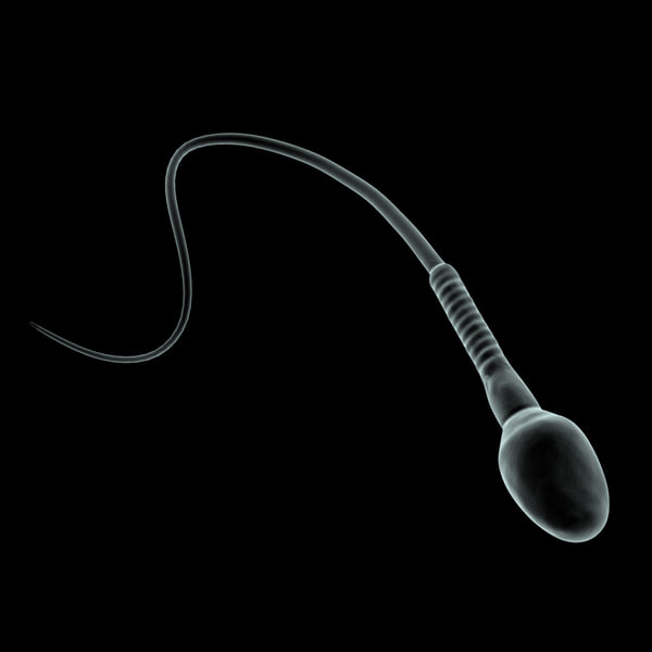 3D spermatozoid Models max 3ds ma fbx obj
