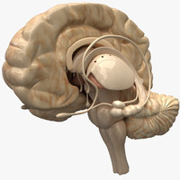 brain 3d models