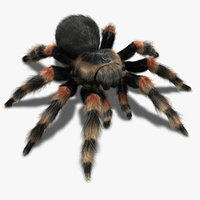 spider 3d models