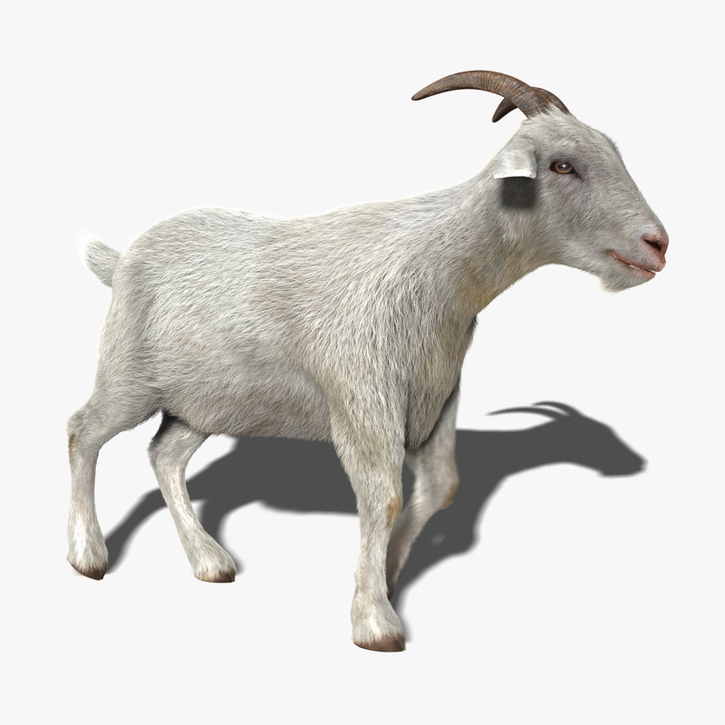 goat fur animation 3d ... Goat Animation
