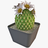 cactus 3d models