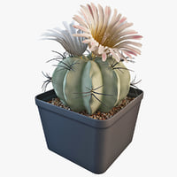 cactus 3d models