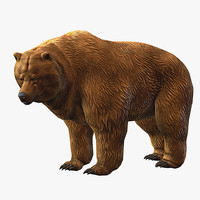 bear 3d models